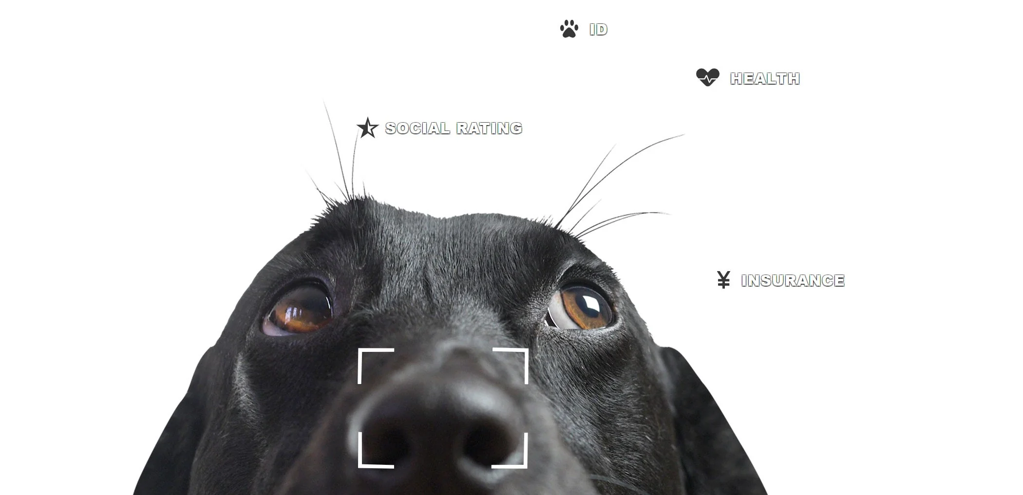 Korean Petnow Expands Biometric Pet ID to North America